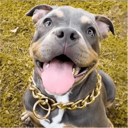 COLLAR PARA PERRO